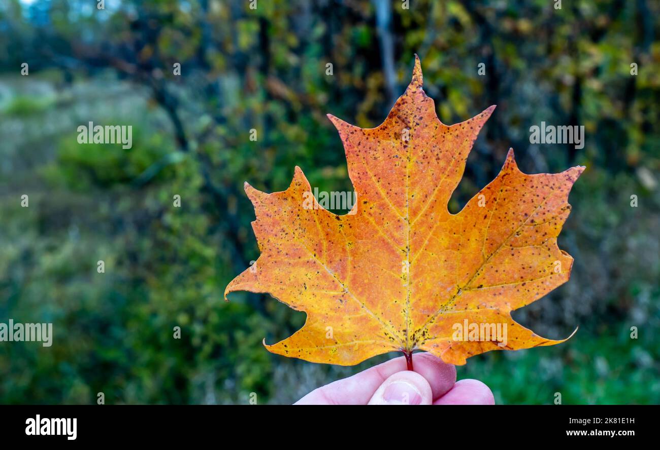 Nahaufnahme einer menschlichen Hand, die an einem kalten Oktobertag ein orangefarbenes Herbstahornblatt mit verschwommenen Bäumen und einem Feld im Hintergrund hält. Stockfoto