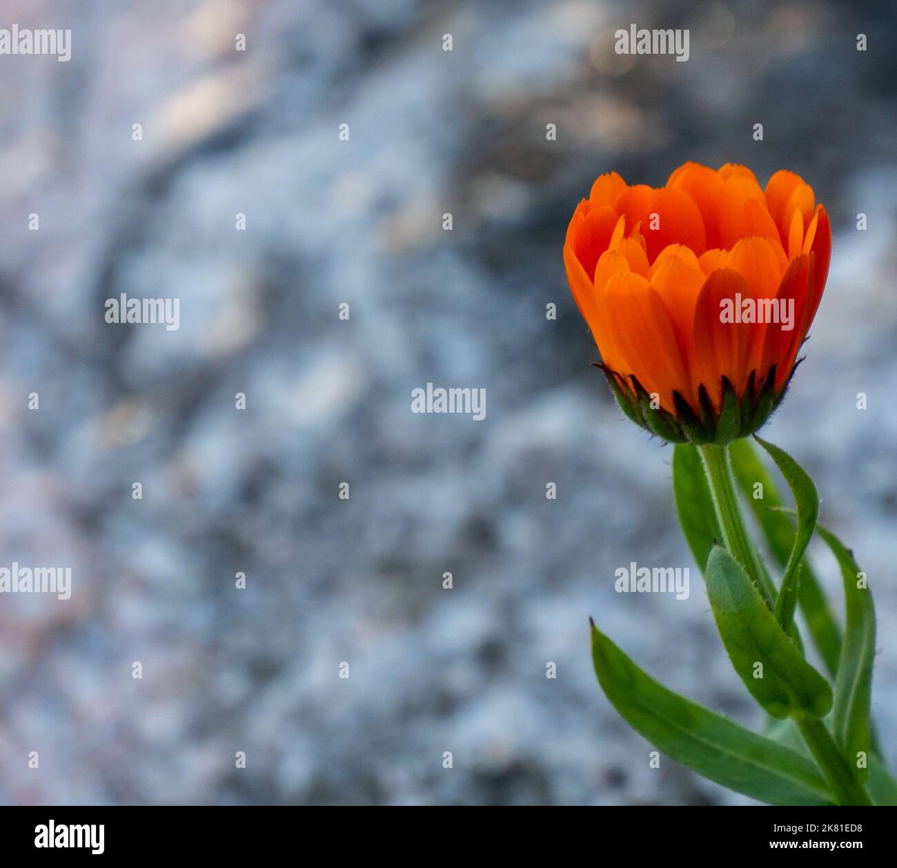 Nahaufnahme der orangefarbenen Blume auf einer Ringelblume, die an einem kalten sonnigen Tag im Oktober in einem Blumengarten mit verschwommenem Hintergrund wächst. Stockfoto