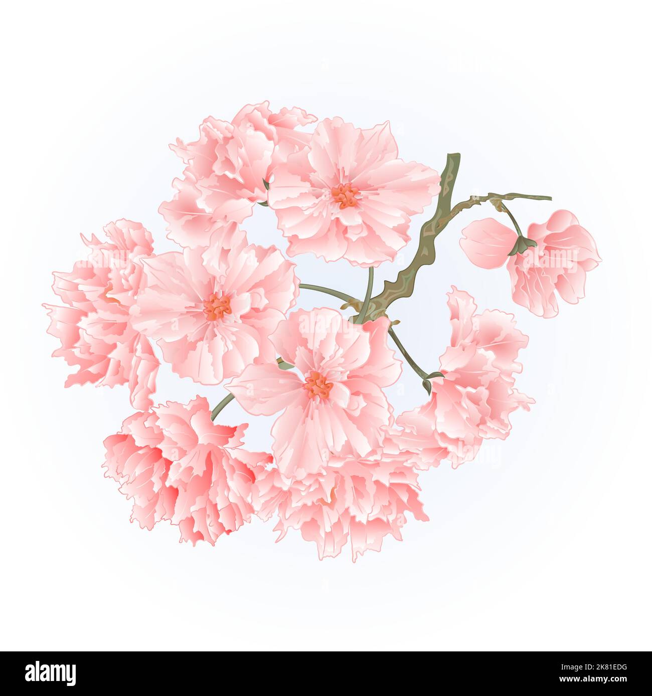 Zweig Baum Sakura Blüten vintage natürlichen blauen Hintergrund Vektor-Illustration Stock Vektor