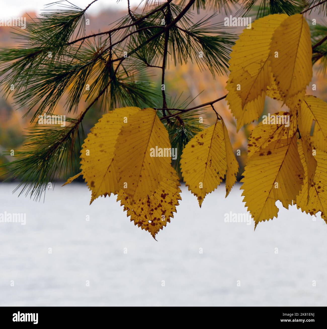 Nahaufnahme von gelben Herbstblättern und einem Kiefernzweig, der an einem kalten Oktobertag an einem Flussufer wächst, mit einem Fluss und Wald im Hintergrund. Stockfoto