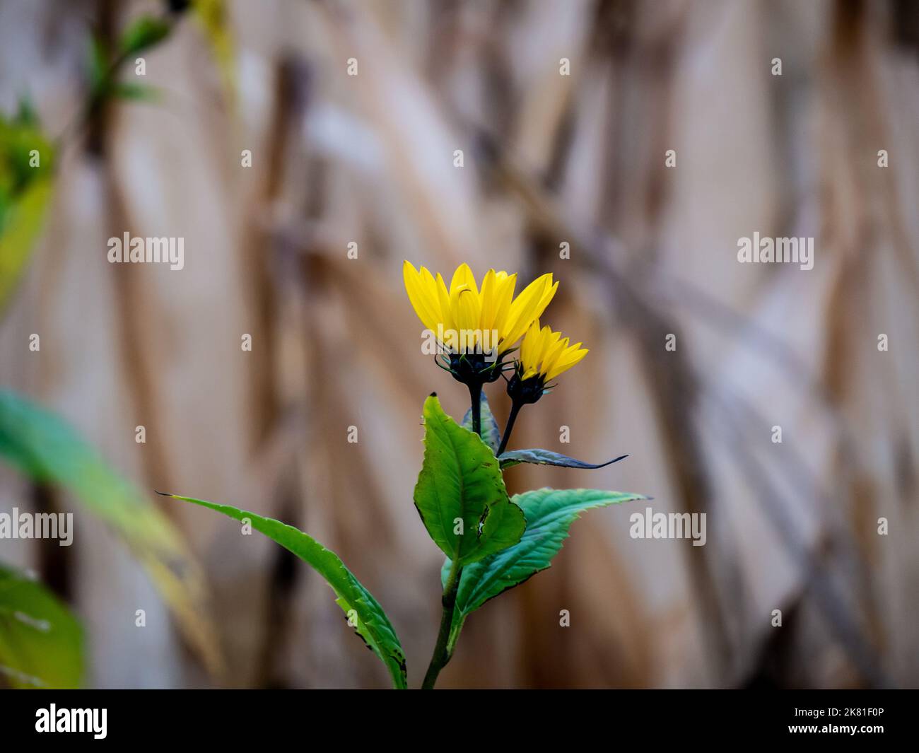 Nahaufnahme einer wilden Sonnenblumenpflanze, die an einem kalten Oktobertag am Straßenrand wächst, mit einem verschwommenen Maisfeld im Hintergrund. Stockfoto