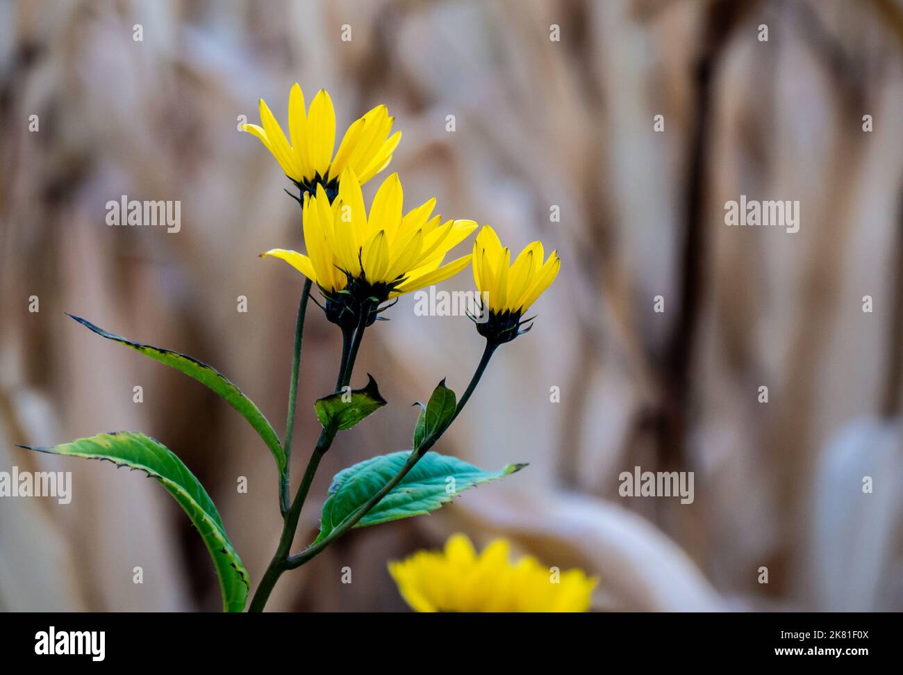 Nahaufnahme einer wilden Sonnenblumenpflanze, die an einem kalten Oktobertag am Straßenrand wächst, mit einem verschwommenen Maisfeld im Hintergrund. Stockfoto
