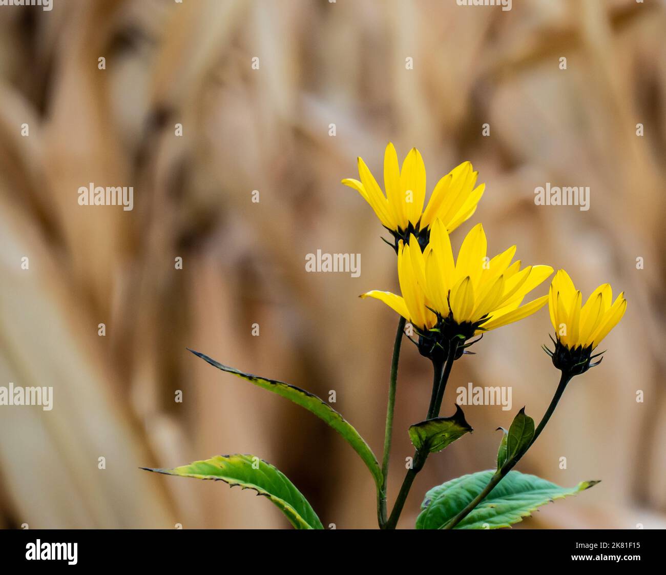 Nahaufnahme einer wilden Sonnenblumenpflanze, die an einem kalten Oktobertag am Straßenrand wächst, mit einem verschwommenen Maisfeld im Hintergrund. Stockfoto