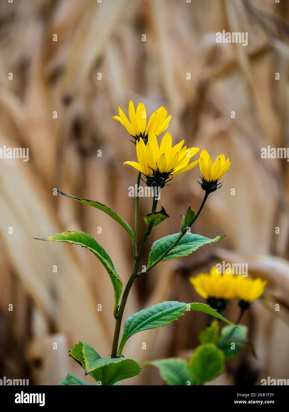 Nahaufnahme einer wilden Sonnenblumenpflanze, die an einem kalten Oktobertag am Straßenrand wächst, mit einem verschwommenen Maisfeld im Hintergrund. Stockfoto
