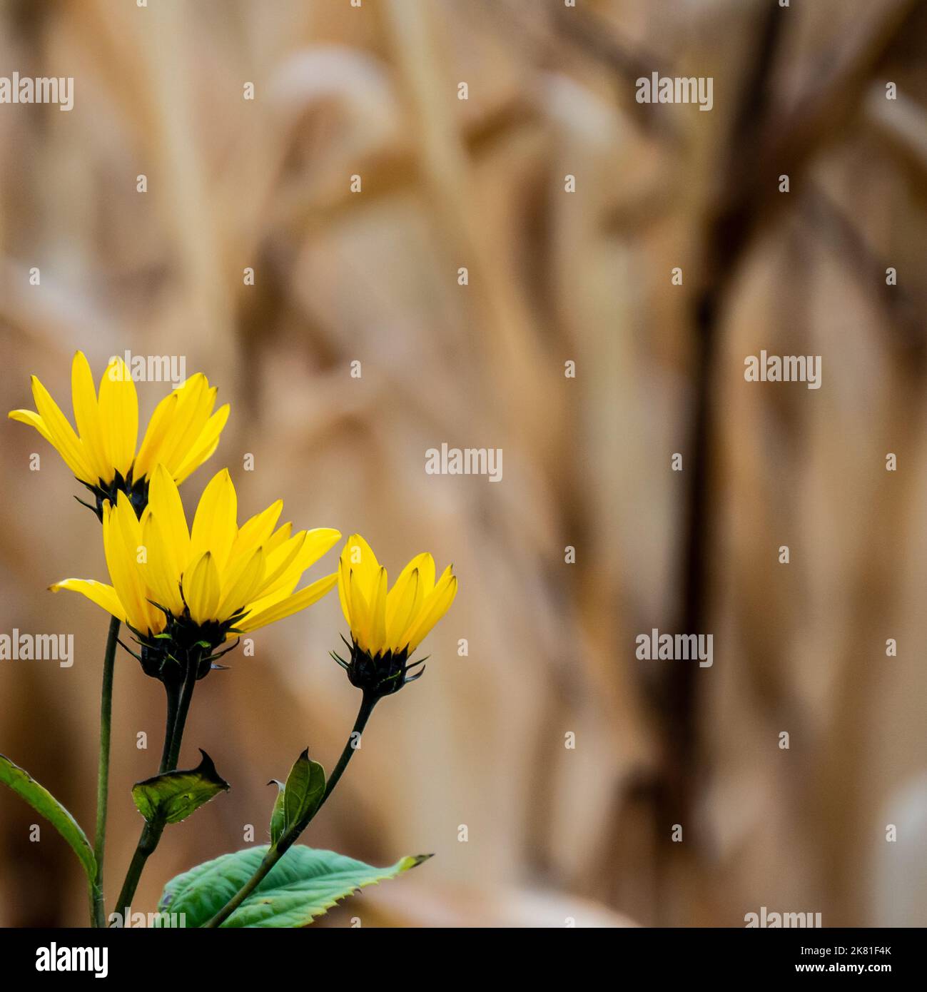 Nahaufnahme einer wilden Sonnenblumenpflanze, die an einem kalten Oktobertag am Straßenrand wächst, mit einem verschwommenen Maisfeld im Hintergrund. Stockfoto