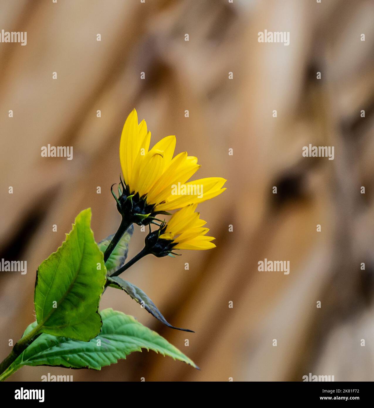 Nahaufnahme einer wilden Sonnenblumenpflanze, die an einem kalten Oktobertag am Straßenrand wächst, mit einem verschwommenen Maisfeld im Hintergrund. Stockfoto