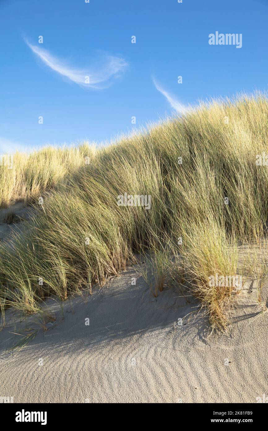 Niederlande, Zeeland, Zirruswolken über Dünen mit Sandstreifen am Strand in Oostkapelle auf der Halbinsel Walcheren. Niederlande, Zeeland, Cirruswo Stockfoto