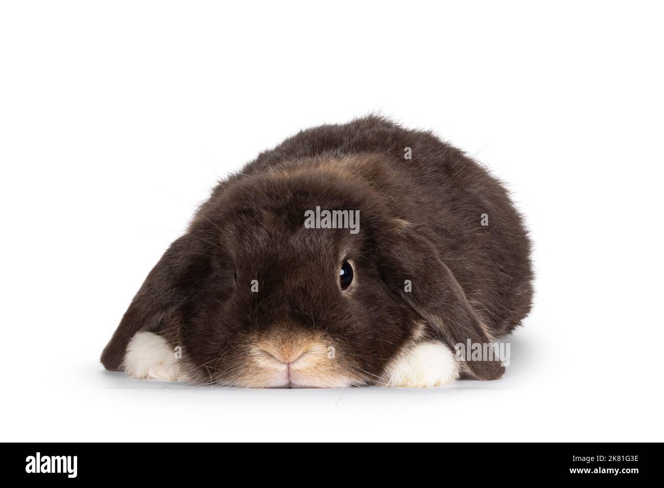 Hübscher dunkelbrauner, loppohriger Hase, Hase, der sich flach nach vorne legt. Blick direkt auf die Kamera. Ohren hängen über den Pfoten. Isoliert auf Weiß Stockfoto