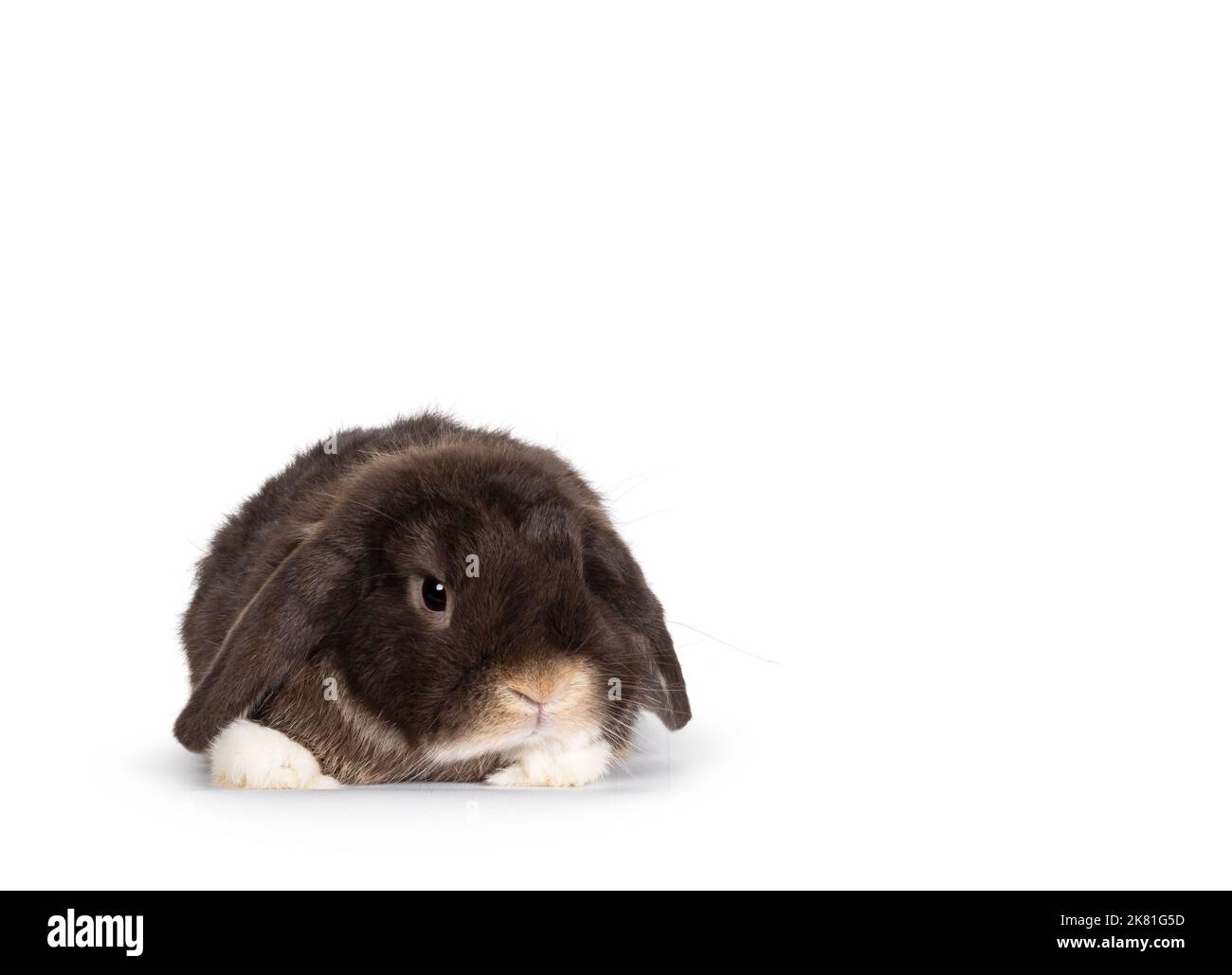 Hübscher dunkelbrauner, loppohriger Hase, Hase, der sich flach nach vorne legt. Neben und von der Kamera wegschauen. Ohren hängen über den Pfoten. Isoliert Stockfoto