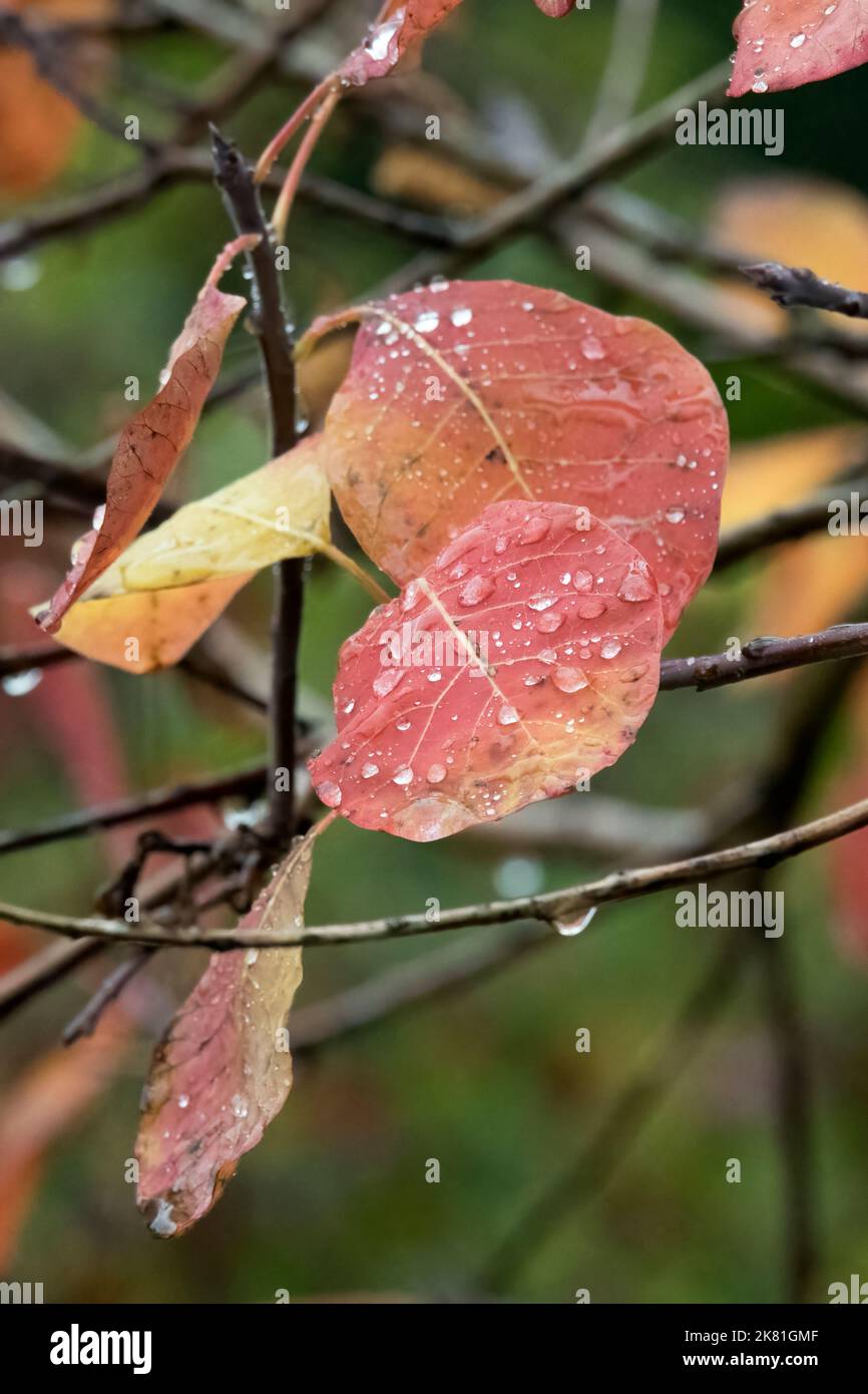 Wassertropfen auf Herbstblättern nach starken Niederschlägen Stockfoto