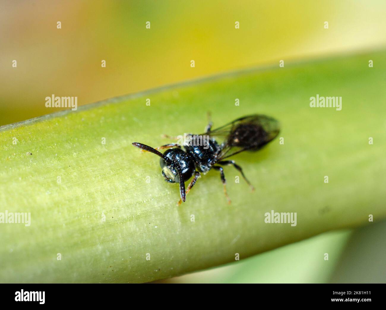 Kleines Fliegeninsekt auf Blume Stockfoto