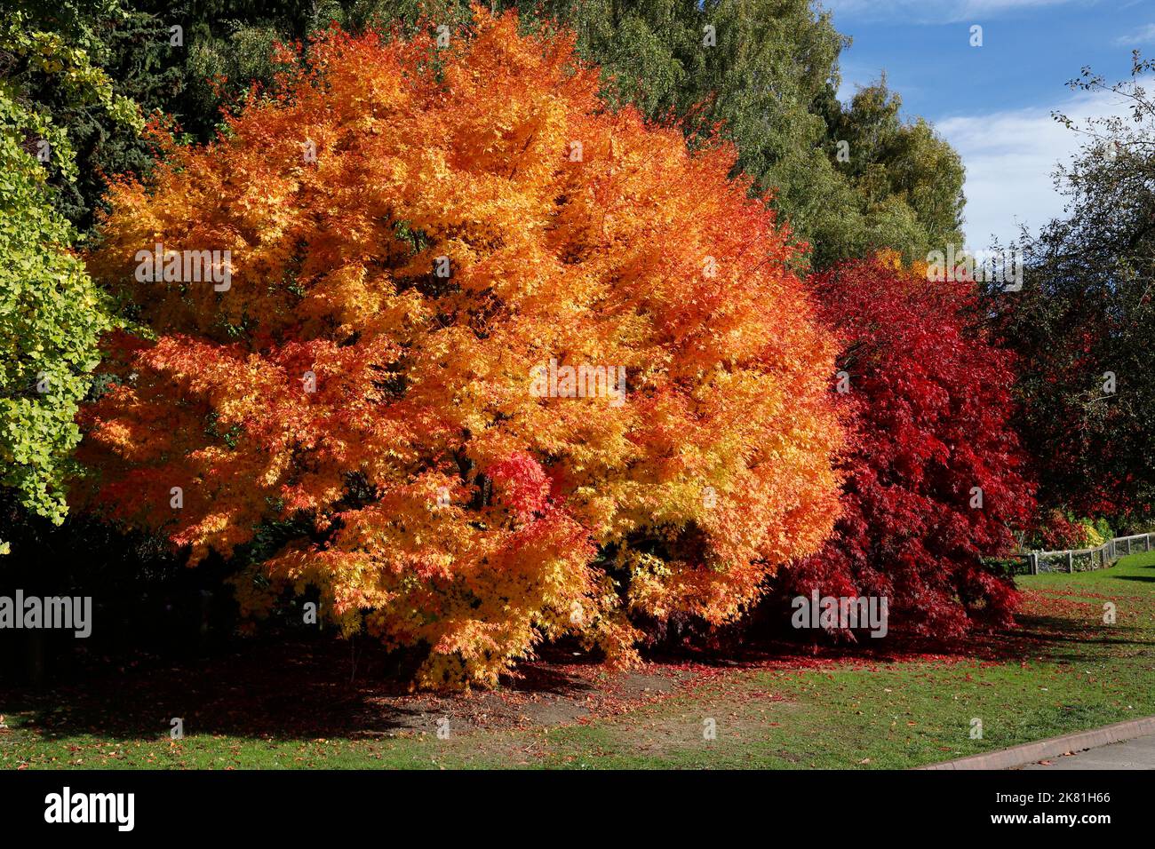 Herbst im Golden Acre Park, Leeds, Yorkshire. VEREINIGTES KÖNIGREICH Stockfoto