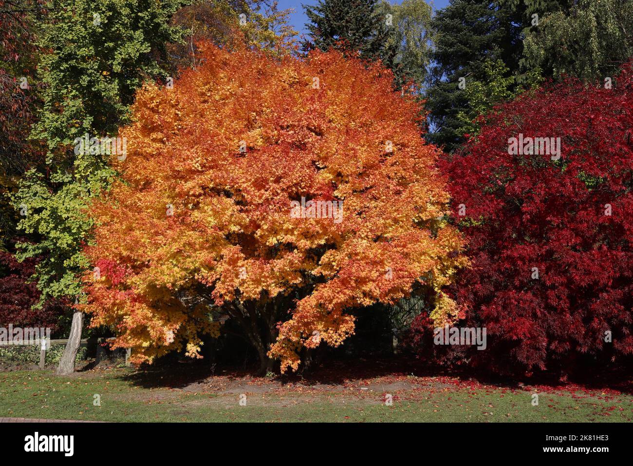 Herbst im Golden Acre Park, Leeds, Yorkshire. VEREINIGTES KÖNIGREICH Stockfoto