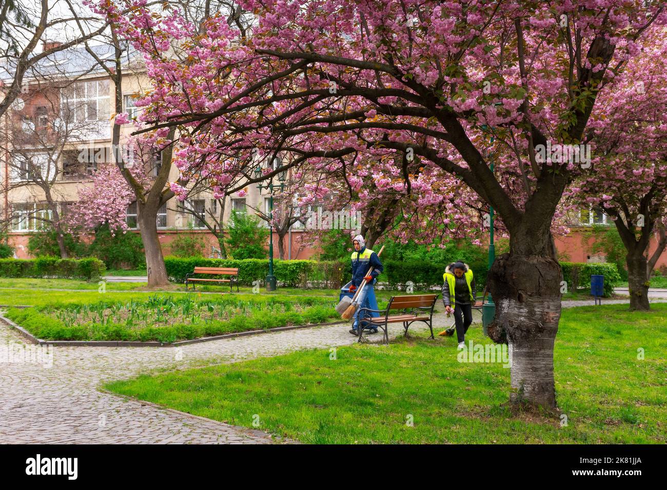 uzhgorod, ukraine - APR 18, 2017: Reinigung des Stadtparks in der Sakura-Blüte. Schöne Landschaft im Frühjahr. Wanderweg unter den Bäumen Stockfoto