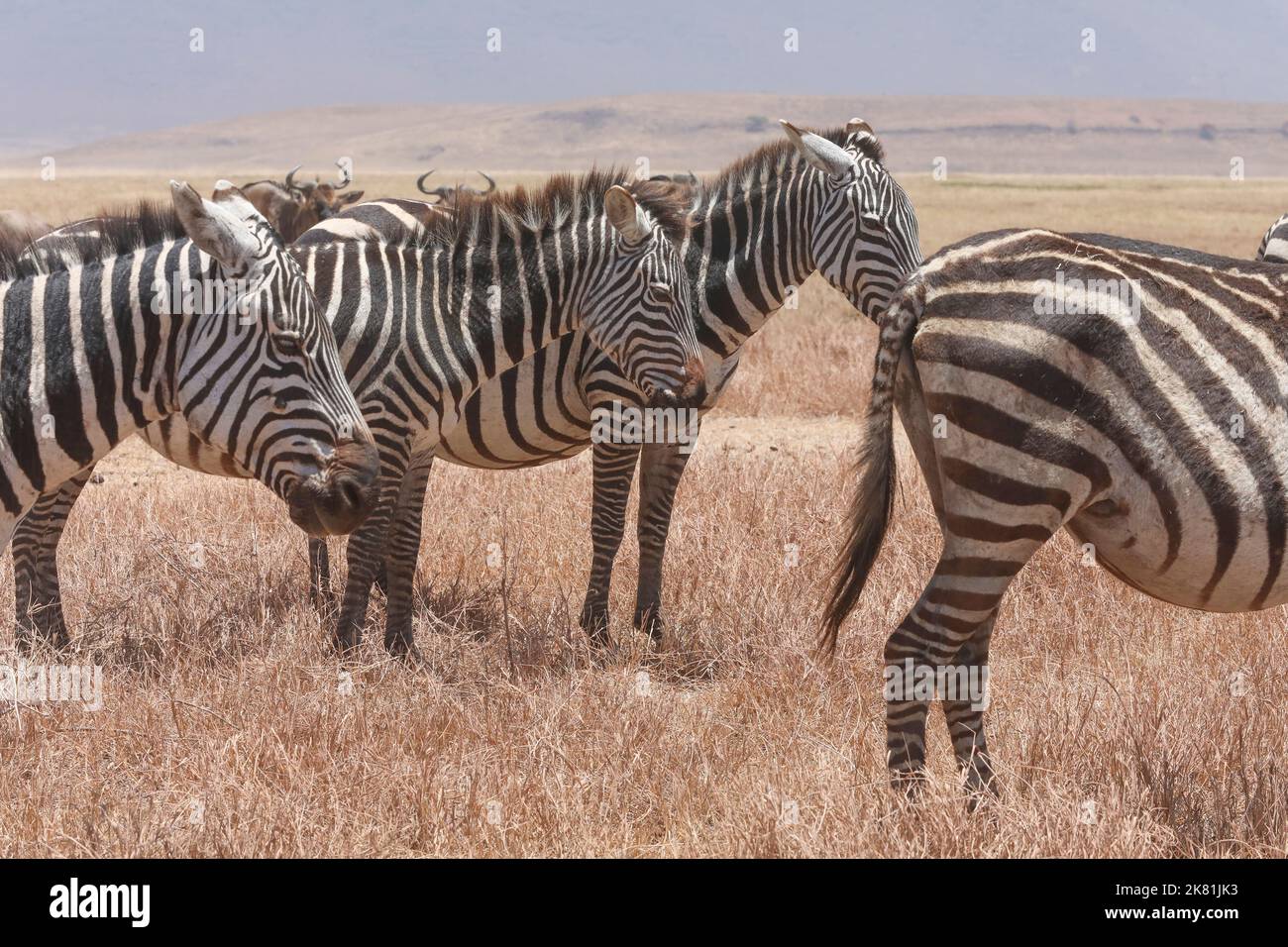 NGORONGORO PARK TANSANIA Stockfoto