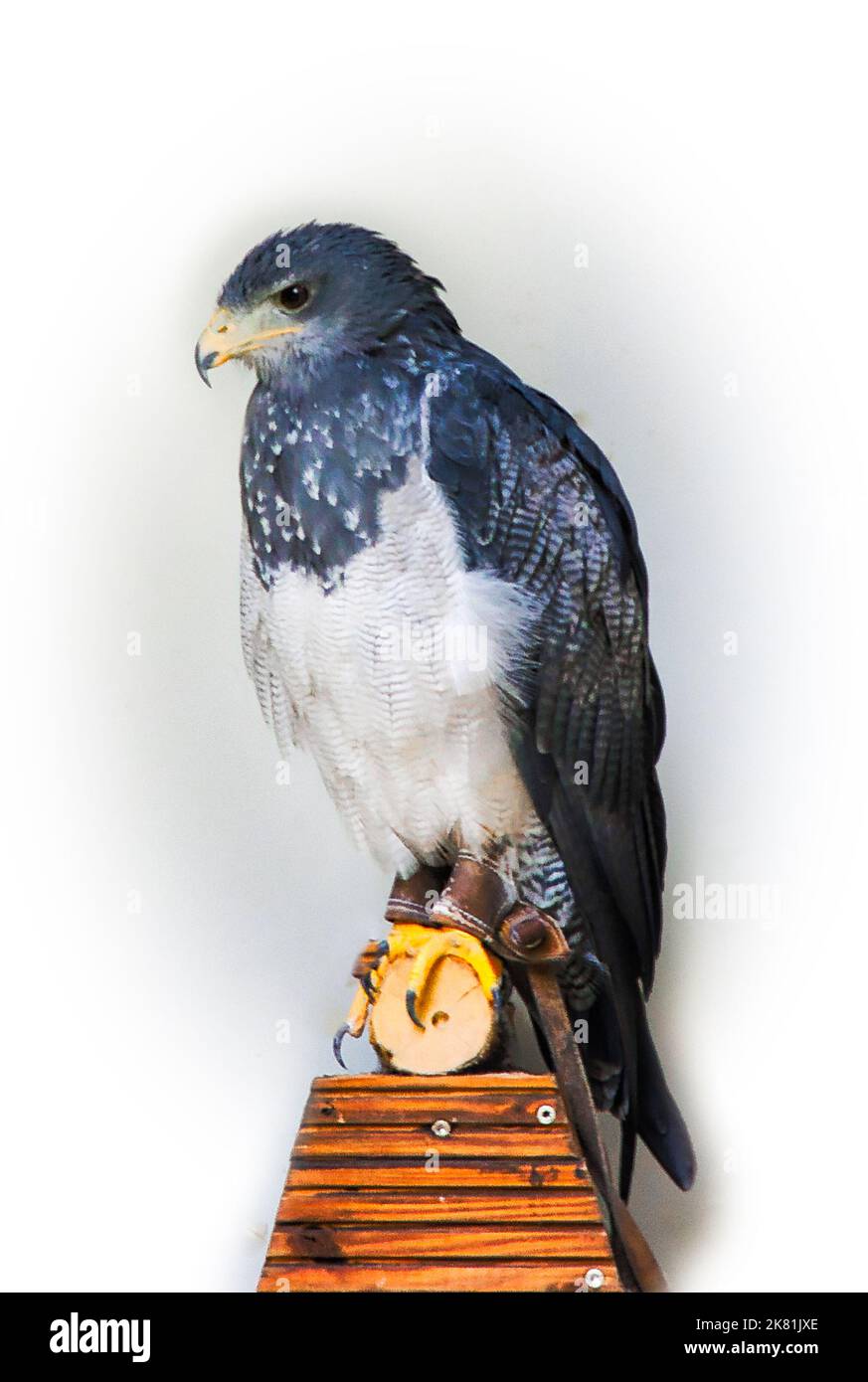 Falcon Stockfoto