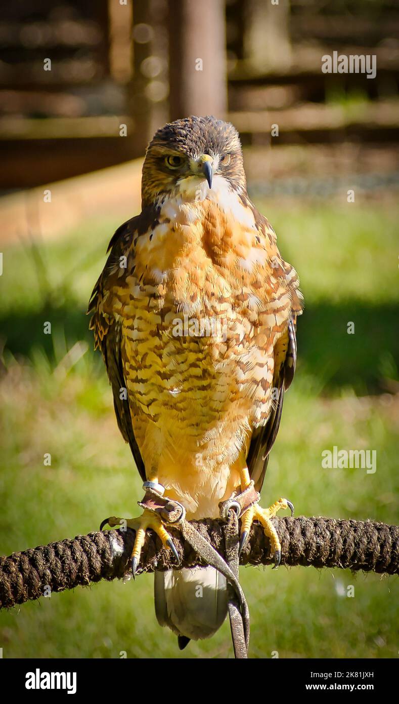 Falcon Stockfoto