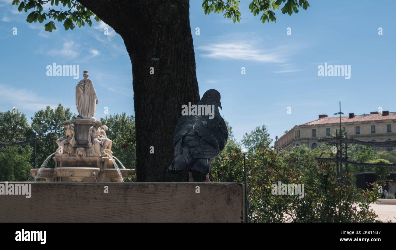 Rückansicht des Fontaine Pradier in Niems. Taube steht auf Marmor mit Fontaine Pradier im Hintergrund. Südfrankreich, Frühjahr 2022. Stockfoto