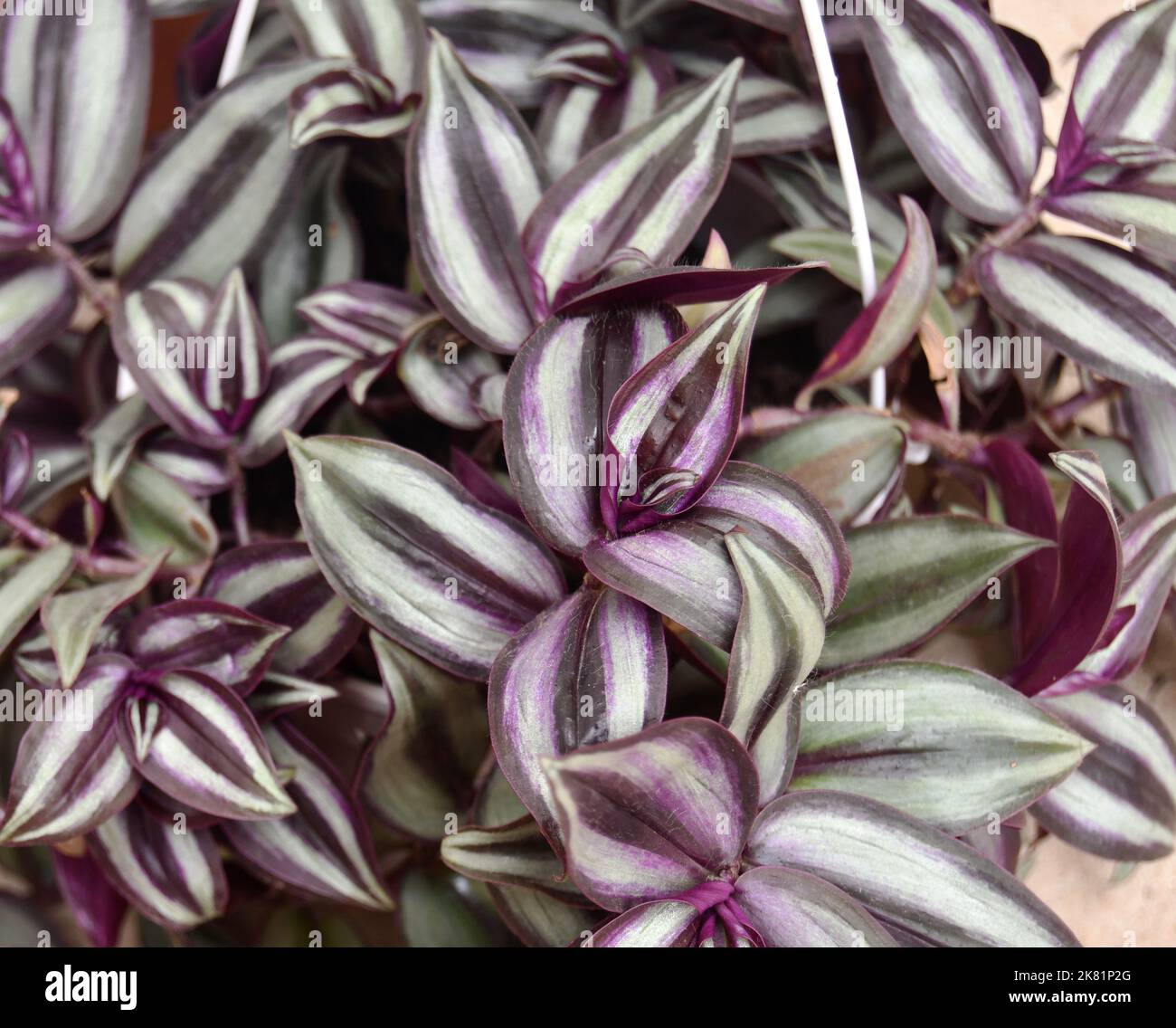 saatgut mwst Saatgut Roter Blattsenf Red Giant Bio - Brassica juncea integrifolia red  giant