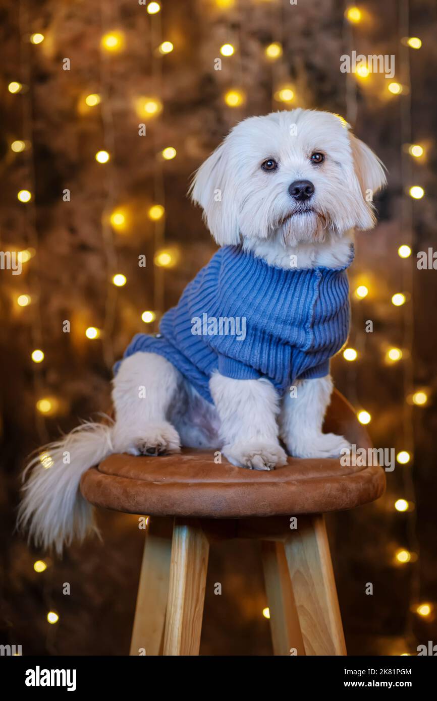 Niedlicher bichon havanese Hund sitzt auf Stuhl Studioaufnahme Stockfoto