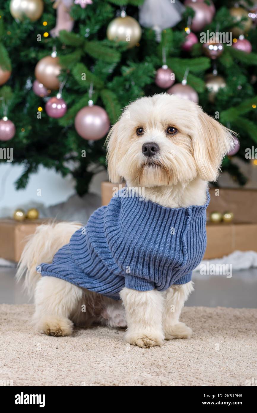 Niedliche bichon havanese Hundestudio-Aufnahme Stockfoto