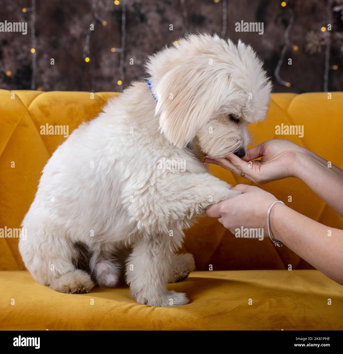 Niedlicher bichon havanese Hund mit seinem Besitzer zu Hause Stockfoto