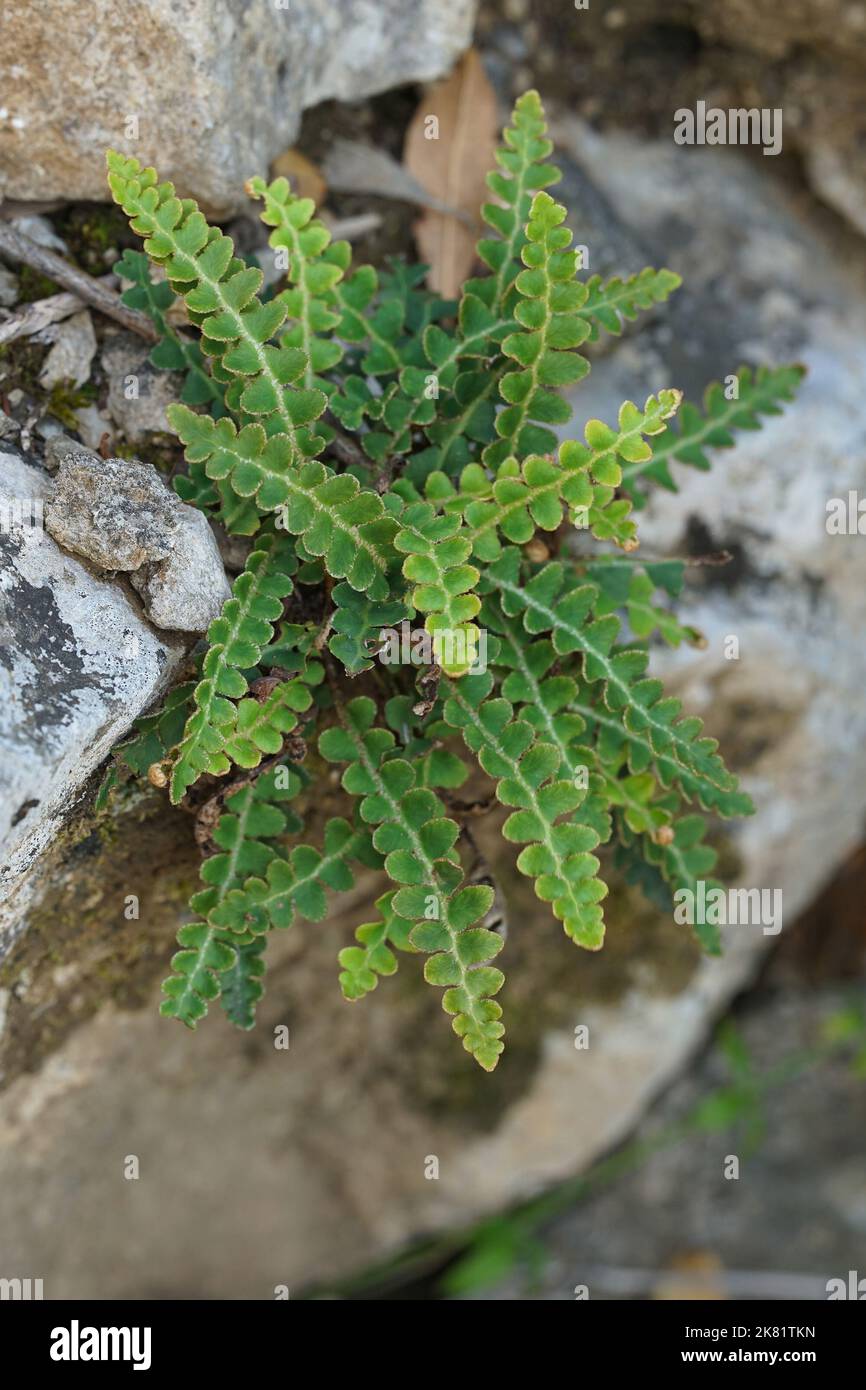 Vertikale Nahaufnahme auf einem mediterranen Ruzytback-Farn, zwischen den Steinen wächst Asplenium ceterach Stockfoto