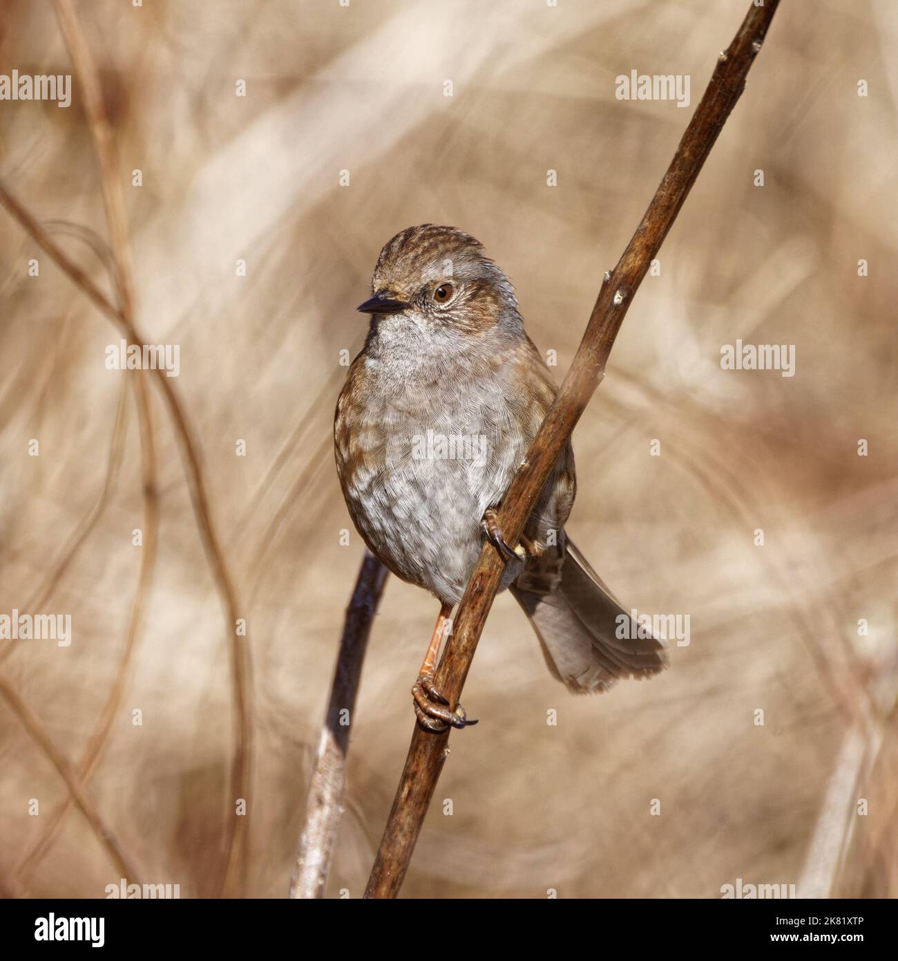 Ein Dunnock thronte in einem Schilffeld. Er ist einer der häufigsten Vögel Großbritanniens und kommt im gemäßigten Europa und im asiatischen Russland vor. Stockfoto