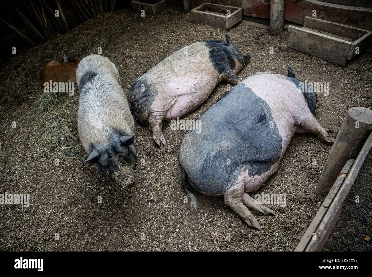 Schlafende faule Schweine auf dem Bauernhof Stockfoto