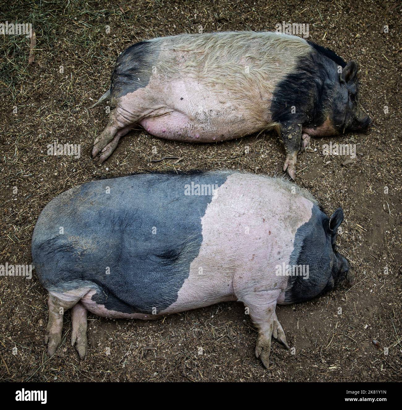 Schlafende faule Schweine auf dem Bauernhof Stockfoto