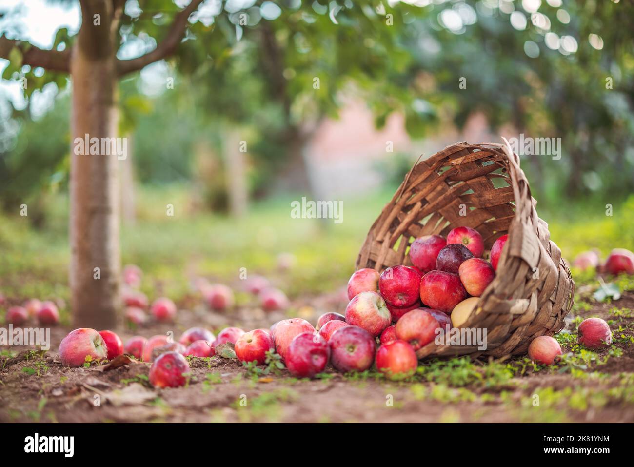 Apfelbaum und frische reife rote Äpfel im Korb auf dem Boden in einem Obstgarten. Früchte ernten. Stockfoto