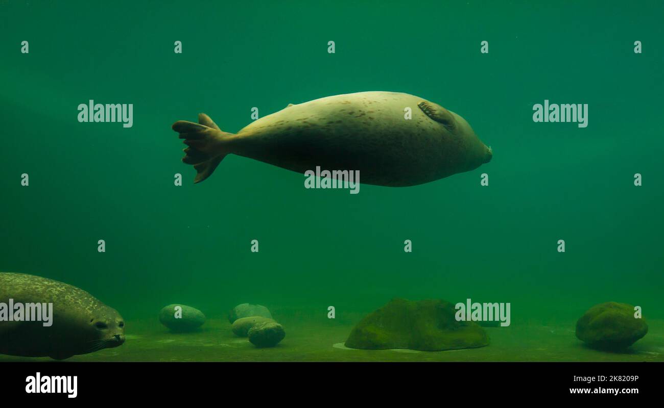 Niedliche Robben schwimmen im Zoo Aquarium Stockfoto