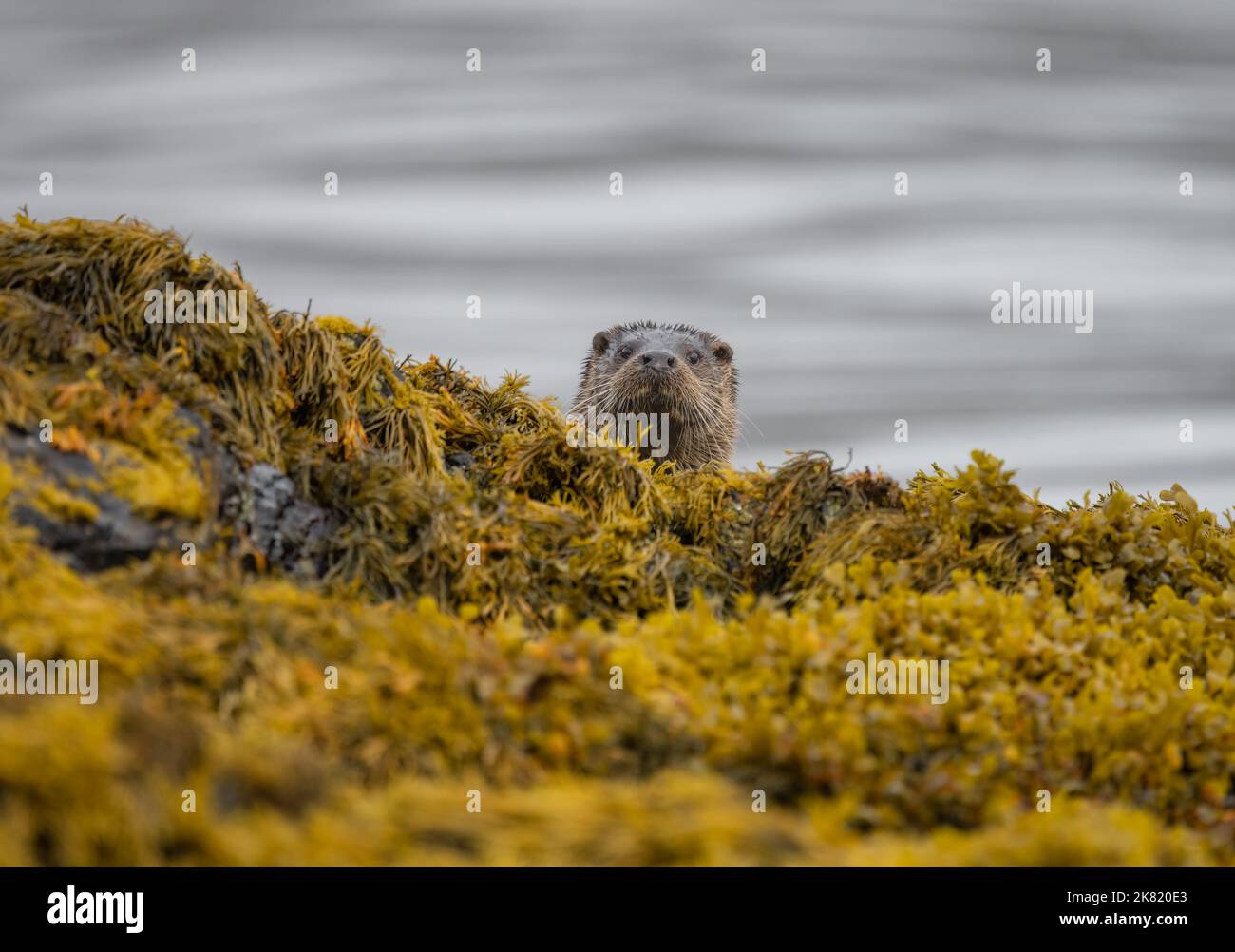 Ein männlicher Fischotter kommt, um den Fotografen am Ufer eines schottischen lochs auf der Isle of Mull zu untersuchen Stockfoto