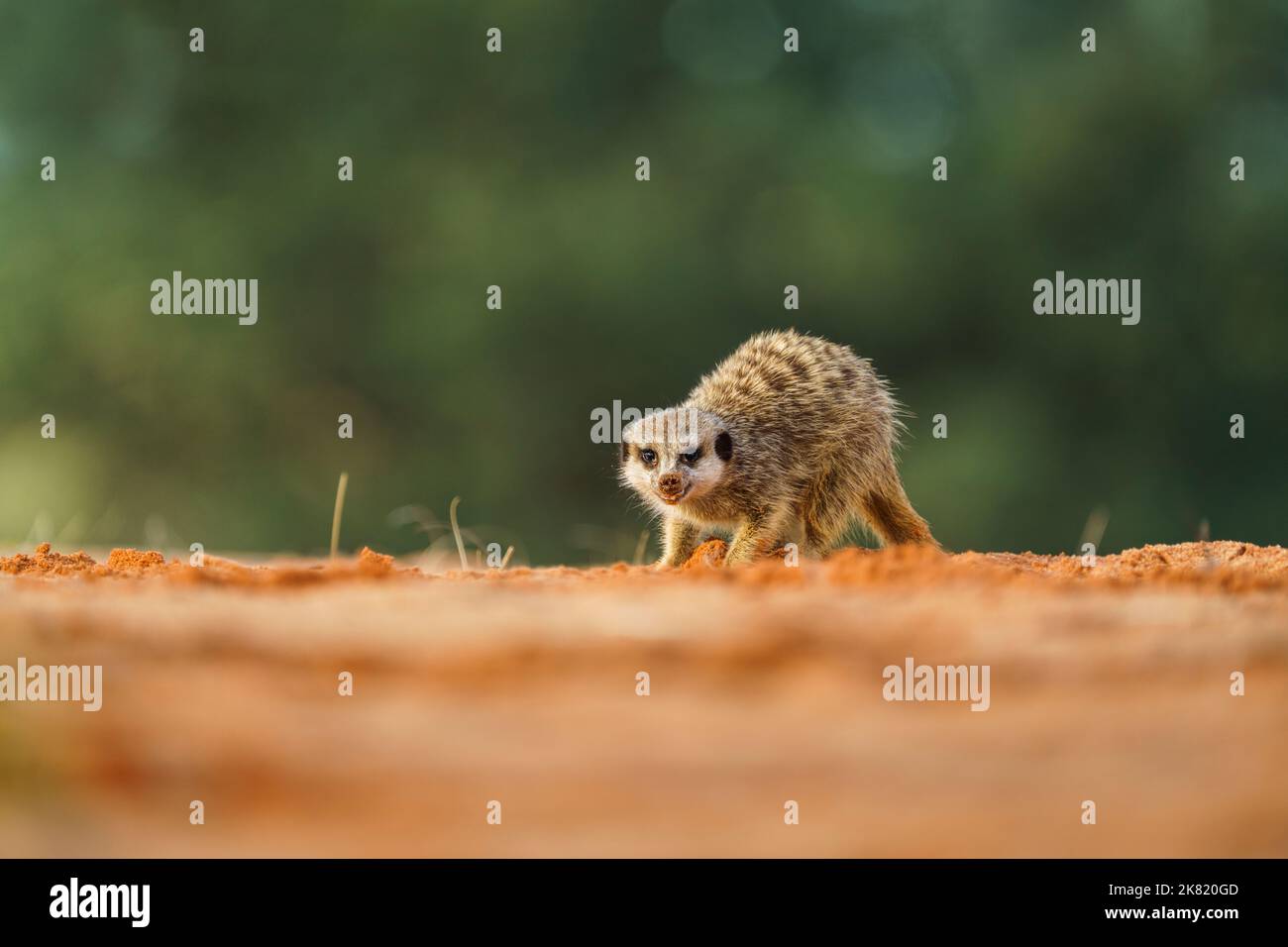 Meerkat Baby (Suricata suricatta) sucht nach Nahrung. Kgalagadi Transfrontier Park, Kalahari, Südafrika Stockfoto
