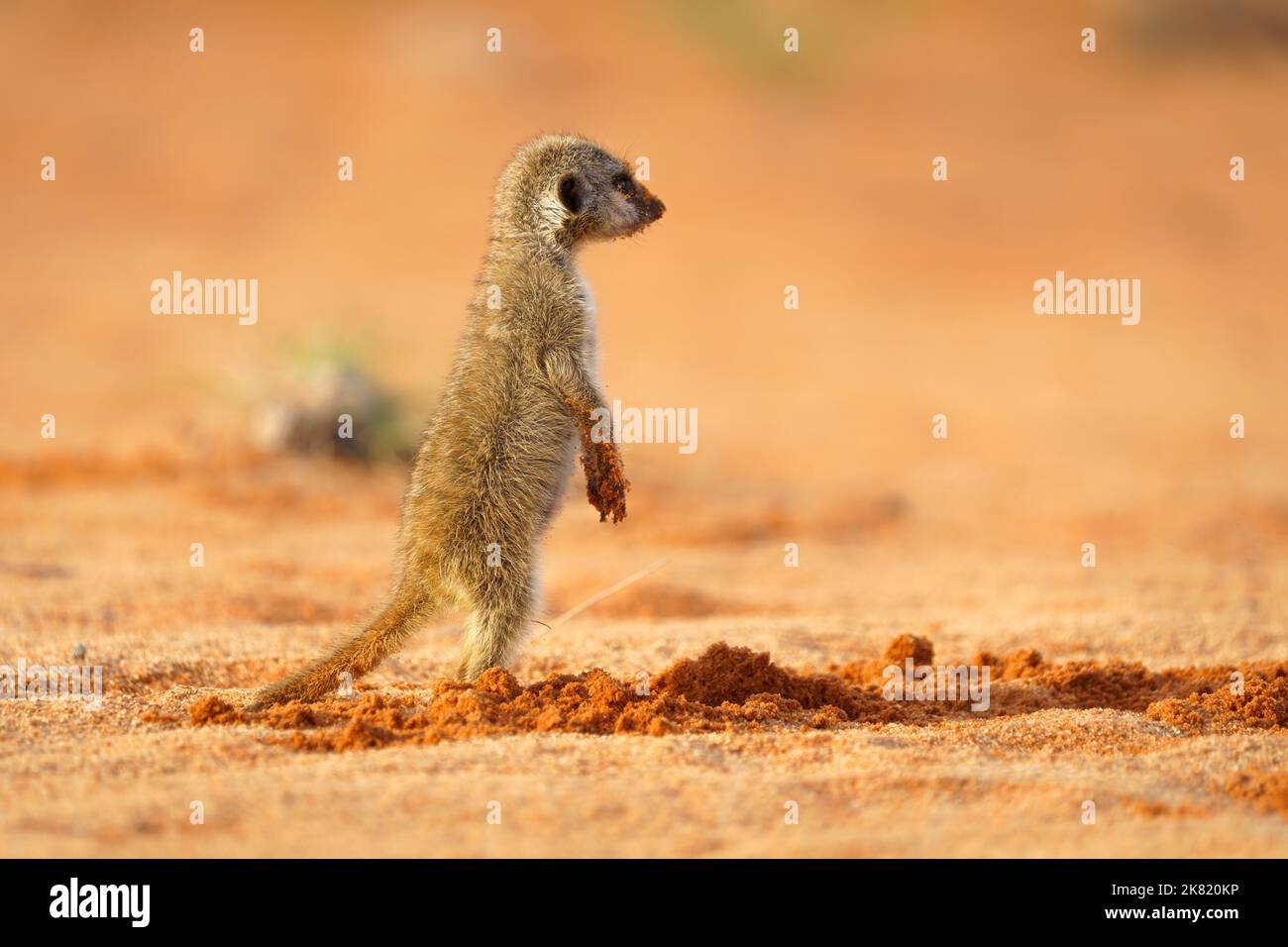 Erdmännchen Baby (Suricata suricatta) steht aufrecht, Seitenansicht. Kgalagadi Transfrontier Park, Kalahari, Südafrika Stockfoto