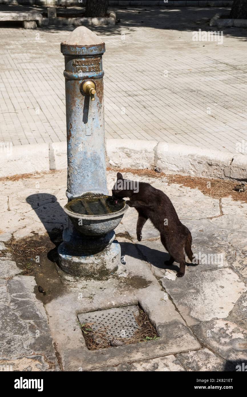 Italien, Region Apulien: Santa Maria di Leuca. Katze Trinkwasser aus einem Brunnen Stockfoto