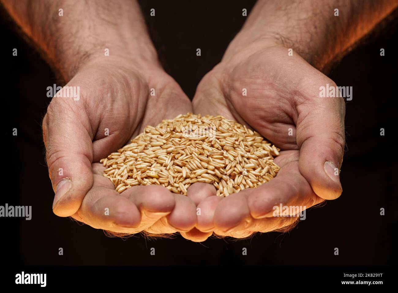 Nahaufnahme der männlichen Hände, die eine kleine Menge Weizenkerne halten. Mangel an Nahrung und Hunger-Konzept Stockfoto