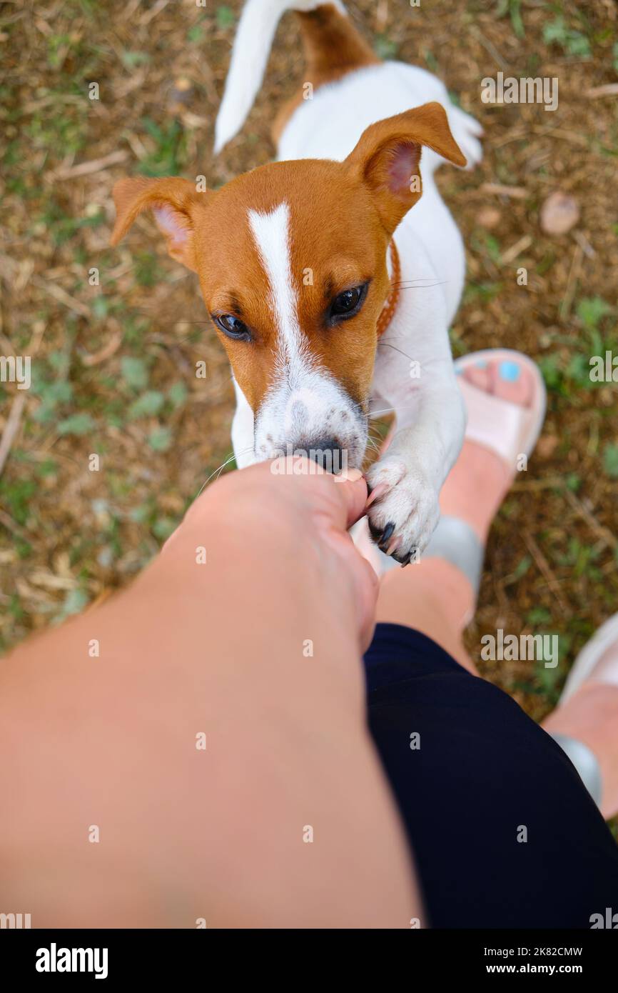 Netter kleiner Hund, der auf zwei Beinen nach Futter oder Leckereien fragt. Stockfoto