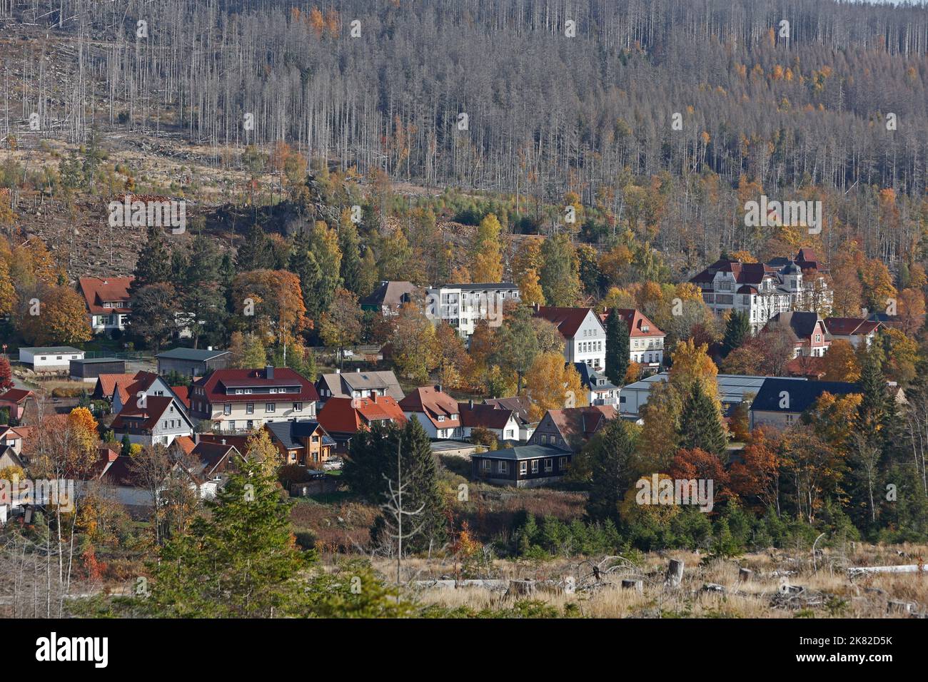 Schierke, Deutschland. 20. Oktober 2022. Tote Waldgebiete umgeben das Harzer Dorf Schierke. Die toten Fichtenstände sind dem trockenen Klima und dem Rindenkäfer zum Opfer gefallen. Das Gebiet bleibt weitgehend unberührt und bleibt seinen eigenen Einrichtungen überlassen, da es im Nationalpark Harz liegt. Dort ist jede Intervention in die Natur streng verboten. Quelle: Matthias Bein/dpa/Alamy Live News Stockfoto