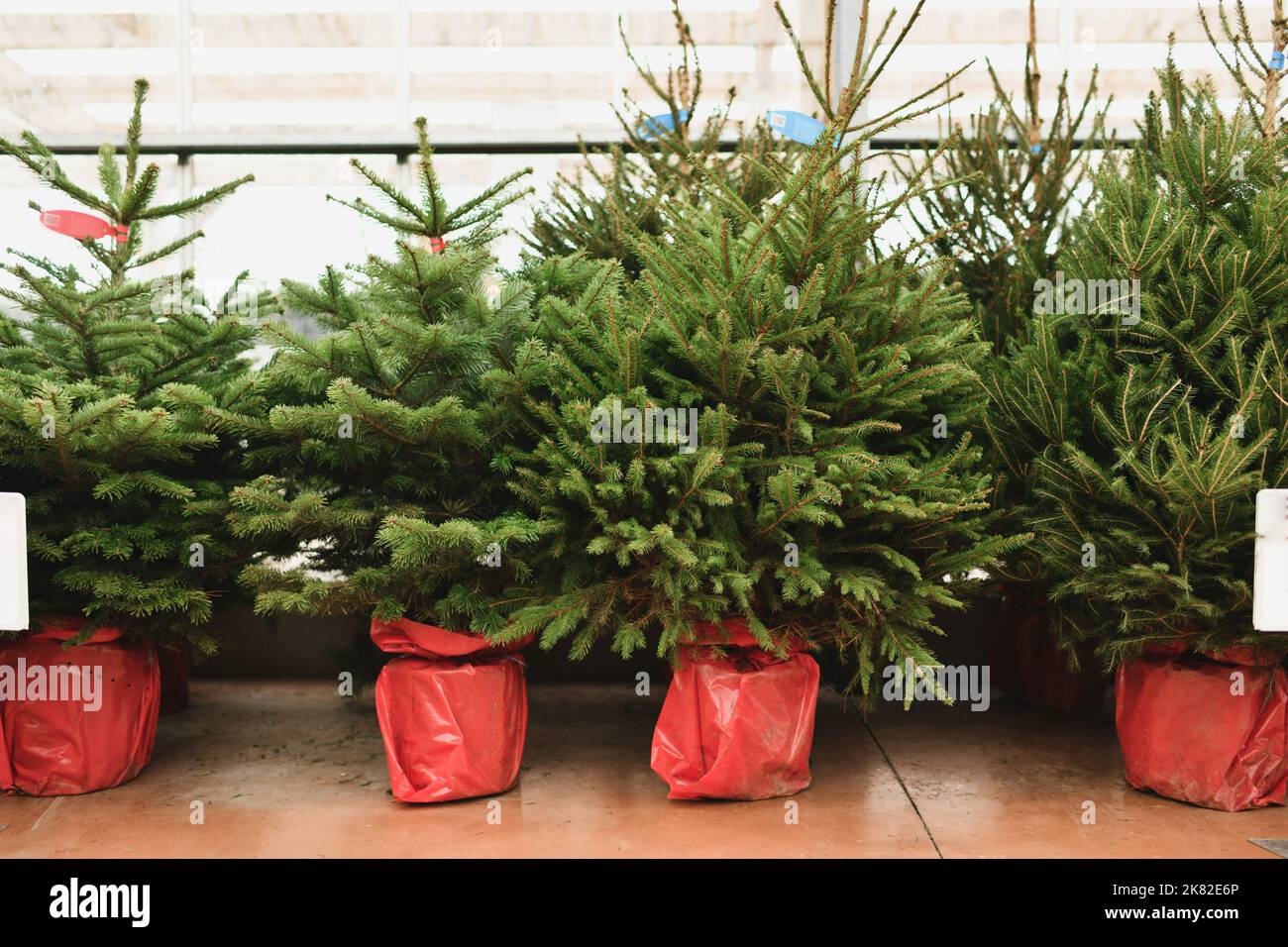 Weihnachtsbäume in roten Töpfen zum Verkauf auf einem Markt für den Anbau Stockfoto