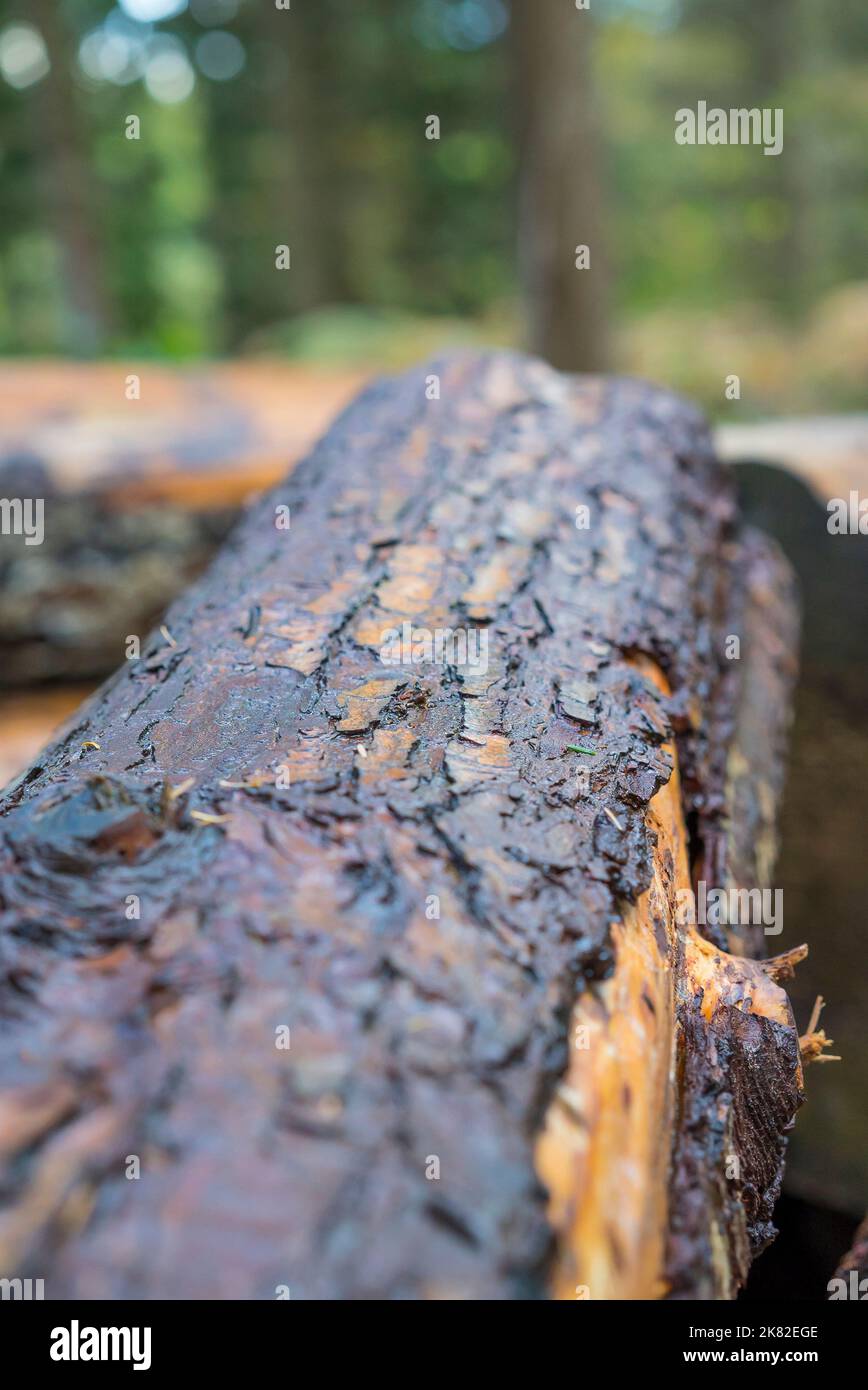Britische Holzfälleindustrie: Nahaufnahme von feuchten Baumstämmen, geschnitten und im Freien in britischen Wäldern/Wäldern im Regen gestapelt. Stockfoto