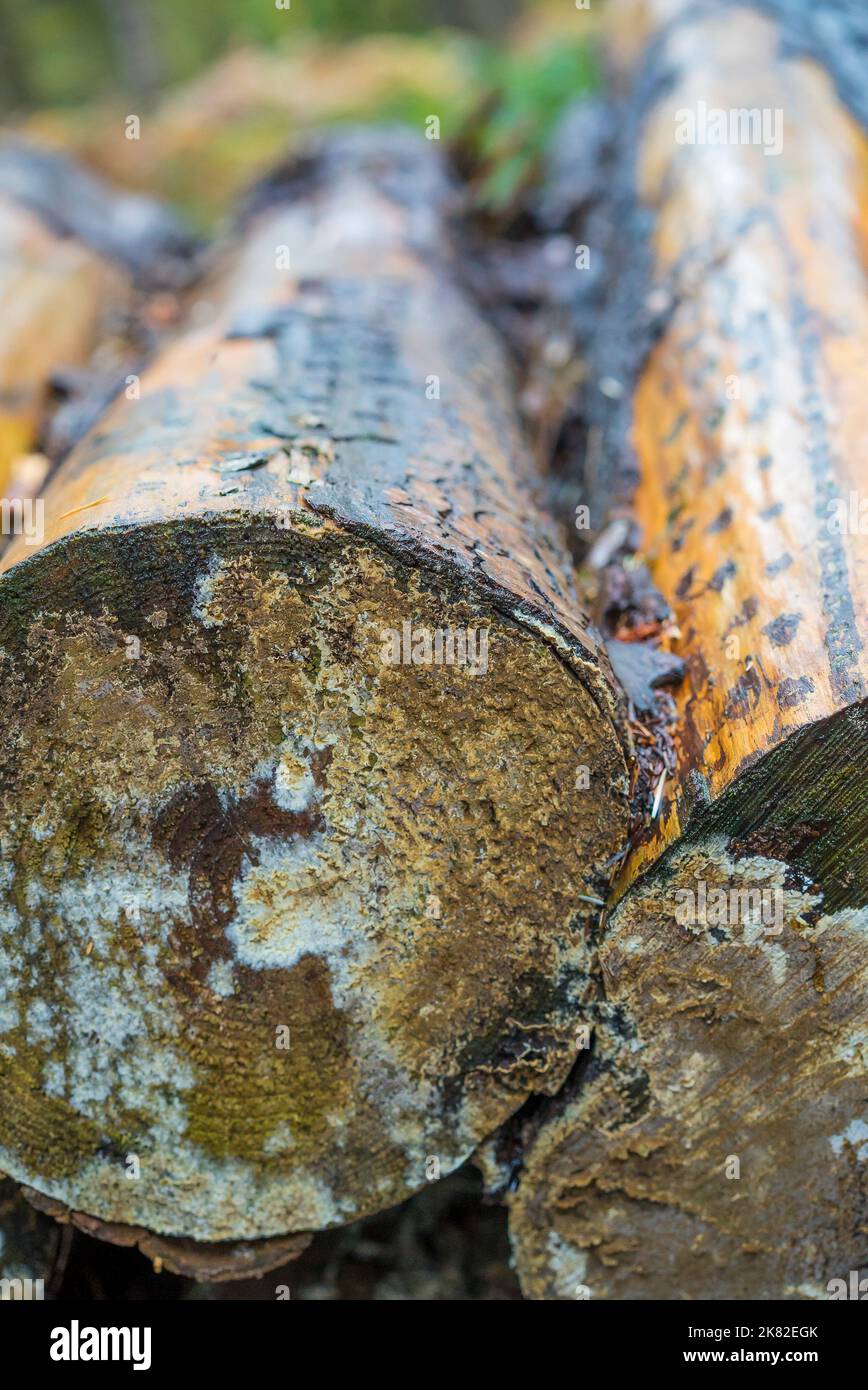 Britische Holzfälleindustrie: Nahaufnahme von feuchten Baumstämmen, geschnitten und im Freien in britischen Wäldern/Wäldern im Regen gestapelt. Stockfoto