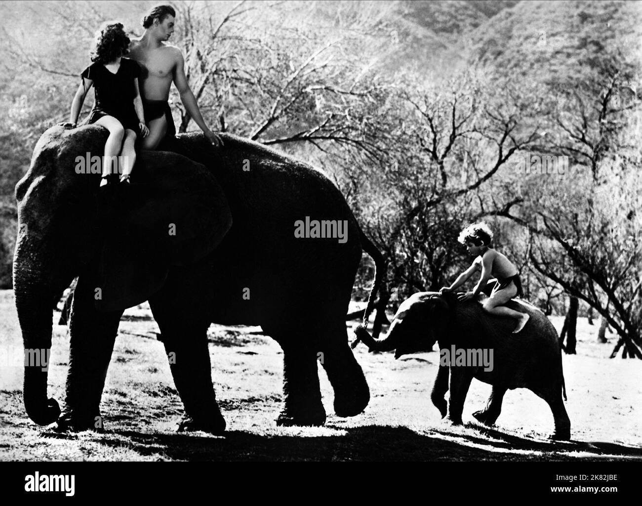 Maureen O'Sullivan, Johnny Weissmuller & Johnny Sheffield Film: Tarzan Finds A Son (USA 1939) Charaktere: Jane Parker, Tarzan, Boy (als John Sheffield) Regie: Richard Thorpe 16 June 1939 **WARNUNG** Dieses Foto ist nur für redaktionelle Zwecke bestimmt und unterliegt dem Copyright von MGM und/oder dem Fotografen, der von der Film- oder Produktionsfirma beauftragt wurde, und kann nur durch Publikationen im Zusammenhang mit der Bewerbung des oben genannten Films reproduziert werden. Eine obligatorische Gutschrift an MGM ist erforderlich. Der Fotograf sollte auch bei Bekanntwerden des Fotos gutgeschrieben werden. Ohne schriftliche Genehmigung der Fil kann keine kommerzielle Nutzung gewährt werden Stockfoto