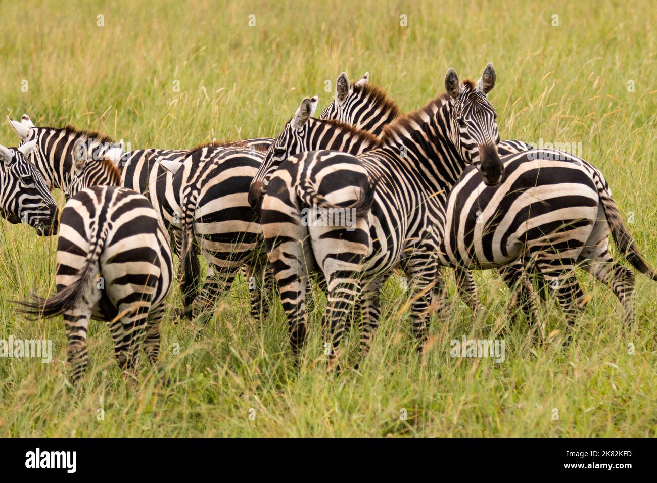 Zebraherde im Kidepo Valley National Park, Uganda, Ostafrika Stockfoto