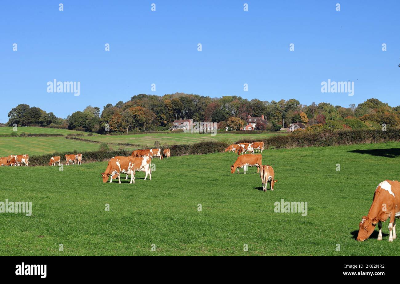 Herde von Guernsey-Kühen, die auf einer grünen Wiese auf den Chiltern Hills in England grasen Stockfoto