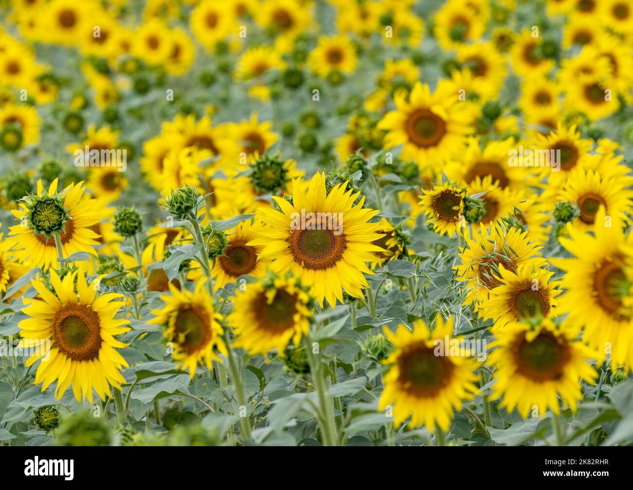 Nahaufnahme des Sonnenblumenfeldes in North Hampshire, England, Großbritannien - Sonnenblumen Stockfoto