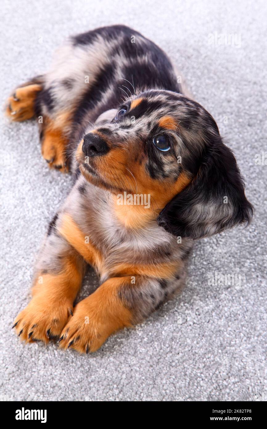 Niedlicher Welpe Dachshund lag auf einem grauen Teppich Stockfoto