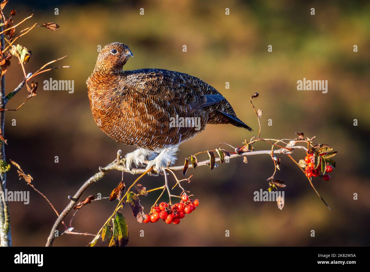 Atemberaubendes Porträt eines roten Birkhuhns (Lagopus lagopus scotica) mit weißen Beinfedern, die in einem erwachsenen Beerenbaum mit roten Beeren, Ilkley Moor, Wes, thront Stockfoto