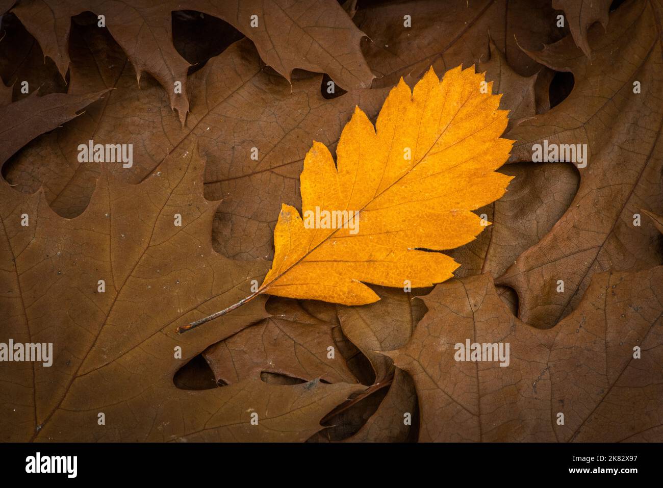 Farbenfrohe Herbstblatt Foto Hintergrund - Unterschied und abheben von Menschenmenge Konzept Stockfoto