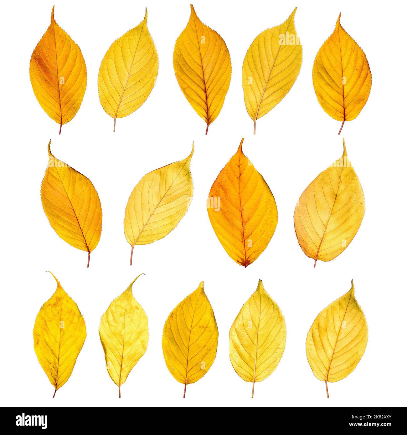 Bunte Herbst Blätter Foto Hintergrund Stockfoto